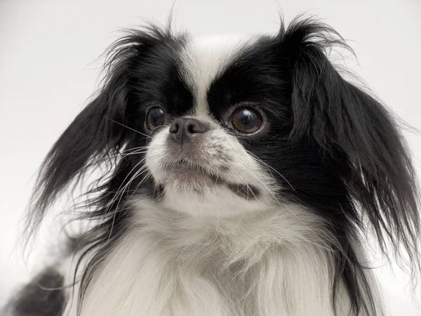 Dog Japanese Chin Japanese Chin White Background — Stock Photo, Image