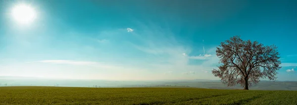Alan ve tek ağaç güzel turkuaz gökyüzü ve sabah sis, kırsal sahne ile panoramik görünüm