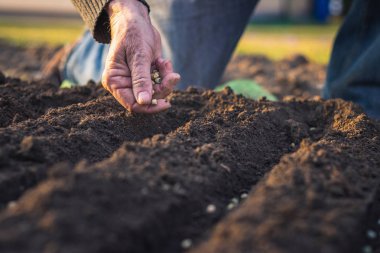 Toprak içine yeşil bezelye tohum çiftçi el Ekim. Bahar saatinde sowing. Bahçe konsepti