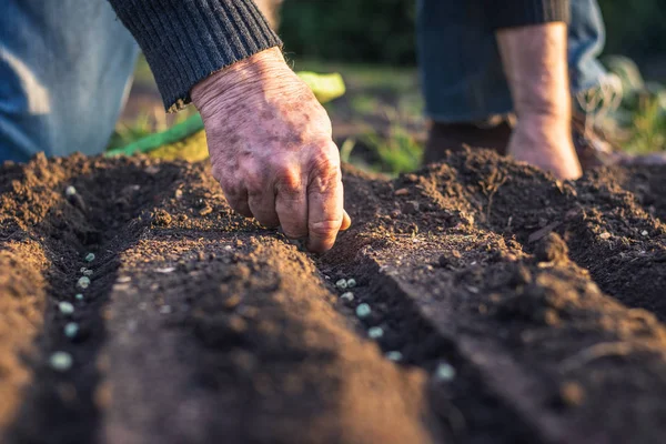 Agricultor Sénior Semear Sementes Jardim Plantação Cultivada Primavera Plantar Ervilhas — Fotografia de Stock