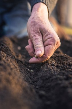Toprak içine yeşil bezelye tohum çiftçi el Ekim. Bahar saatinde sowing. Bahçe konsepti
