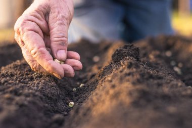 Toprak içine yeşil bezelye tohum çiftçi el Ekim. Bahar saatinde sowing. Bahçe konsepti