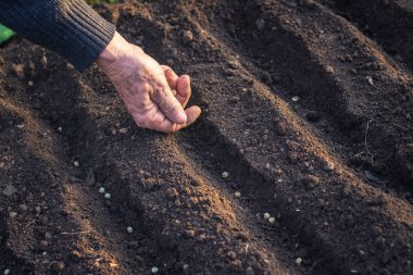 Bahçıvan toprakta küçük tohum dikiyor. Bahçede baharda Ekim