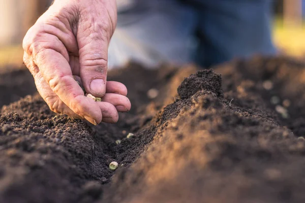 Agricultor Mão Plantar Sementes Ervilhas Verdes Solo Semear Primavera Conceito — Fotografia de Stock