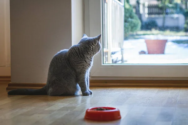 Симпатичная Серая Британская Короткошерстная Кошка Смотрит Окно Домашняя Кошка Интерьере — стоковое фото