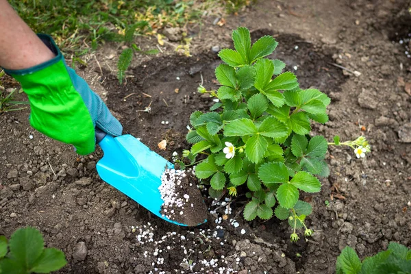 Landwirt Gibt Jungen Erdbeerpflanzen Granulierten Dünger Gepflegter Bio Garten — Stockfoto