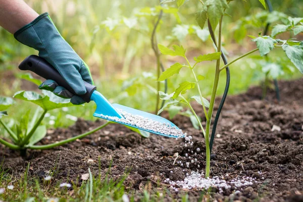 若いトマトの植物に粒状肥料を与える農夫 菜園でのガーデニング — ストック写真