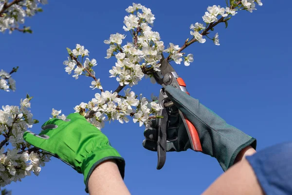 Gärtner Schneidet Zweige Blühender Obstbäume Mit Einer Heckenschere Baumschere Aus — Stockfoto