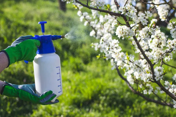 Agricultor Com Luva Jardinagem Pulverizando Uma Árvore Fruto Florescente Contra — Fotografia de Stock