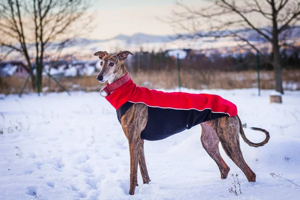 Pet Giyim içinde Greyhound. Kış aylarında kar açık havada İspanyol Galgo