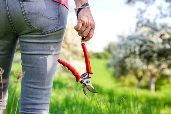 Woman is standing in blooming orchard and holding pruning shears. Ready for spring gardening.