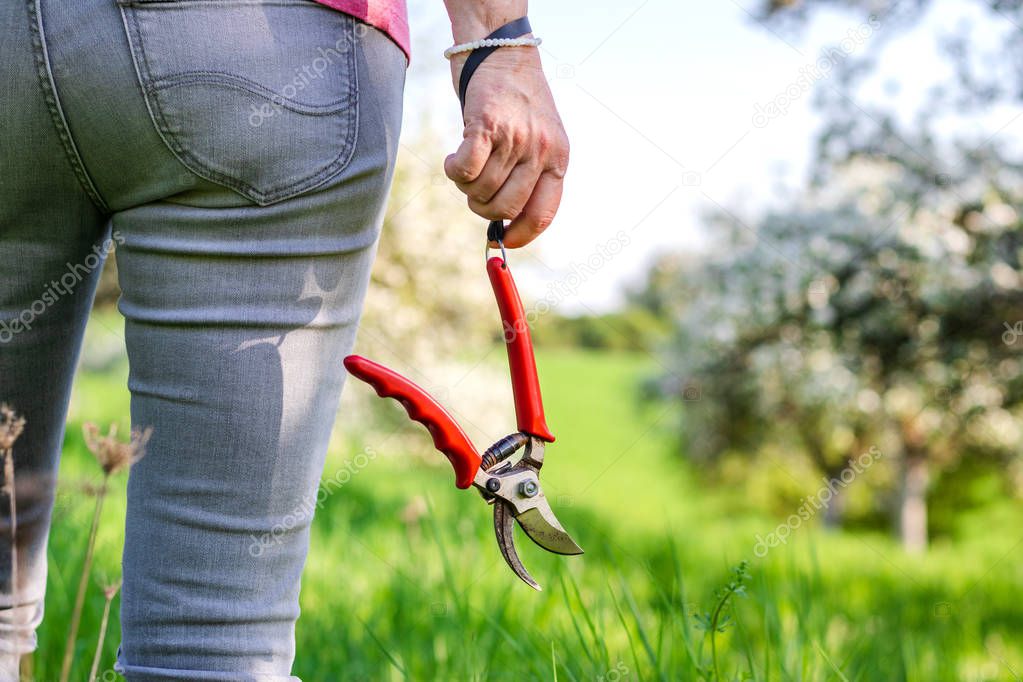 Woman is standing in blooming orchard and holding pruning shears. Ready for spring gardening.