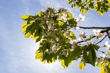 Güneşten kiraz ağacının çiçeklenme dalı. Çiçek kiraz ağacı yakın çekim dal.
