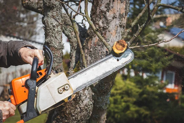 Adam kesme şube ağacı Chainsaw kullanarak. Bahar aylarında bahçede çalışmak. Meyve ağacını kesme. 