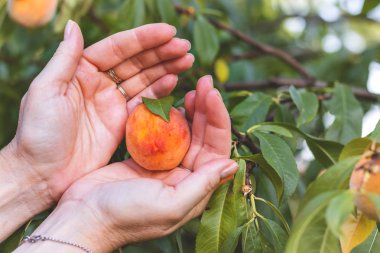 Organik çiftlikte şeftali ağacından şeftali toplayan kadın. Dişi eller olgun şeftali şube üzerinde dokunmadan