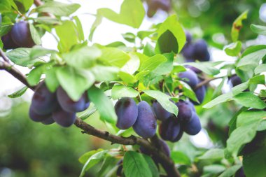 Meyve ağacında Erik, seçici odaklama. Organik çiftlikten ev yapımı ürünler
