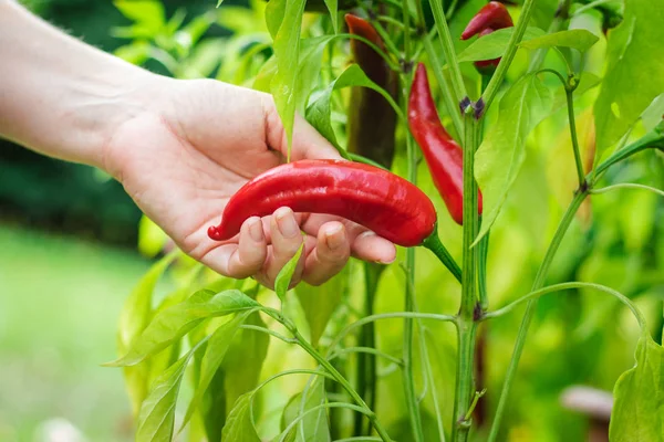 Dişi el organik çiftlikten Chili Pepper topluyor. Sebze bahçesinde kırmızı biber