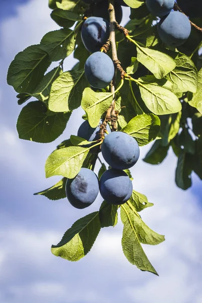 Plums on branch. Ripe blue plums on fruit tree. Organic homegrown produce