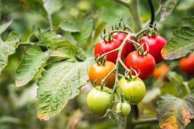 Organik sebze bahçesinde olgunlaşma domates, bulanık arka plan. Hasat öncesi kırmızı domates. 