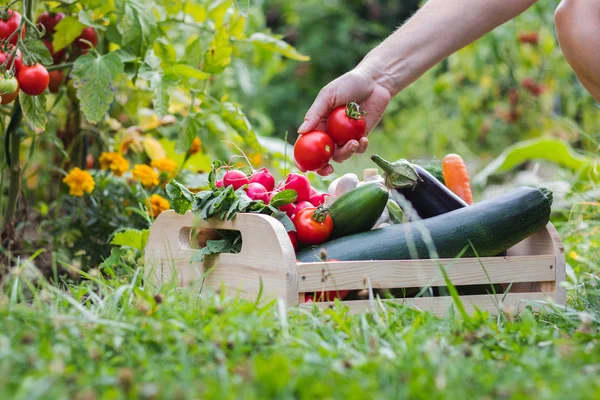 Woman Hands Picking Fresh Tomatoes Wooden Crate Vegetables Organic Food — Stock Photo, Image