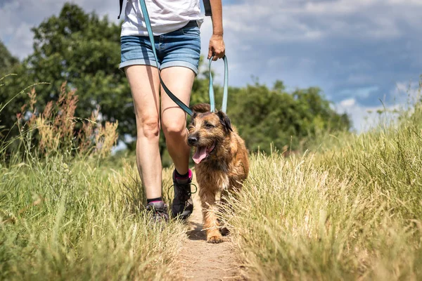 Εκπαιδευτής Ζώων Που Περπατάει Σκύλο Της Στη Φύση Εκπαίδευση Για — Φωτογραφία Αρχείου