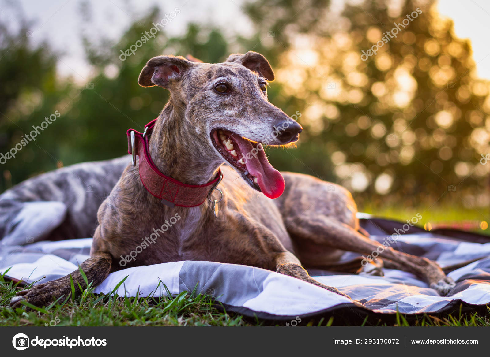 Greyhound Dog Breed Large Italian Greyhound Galgo Dog Breed
