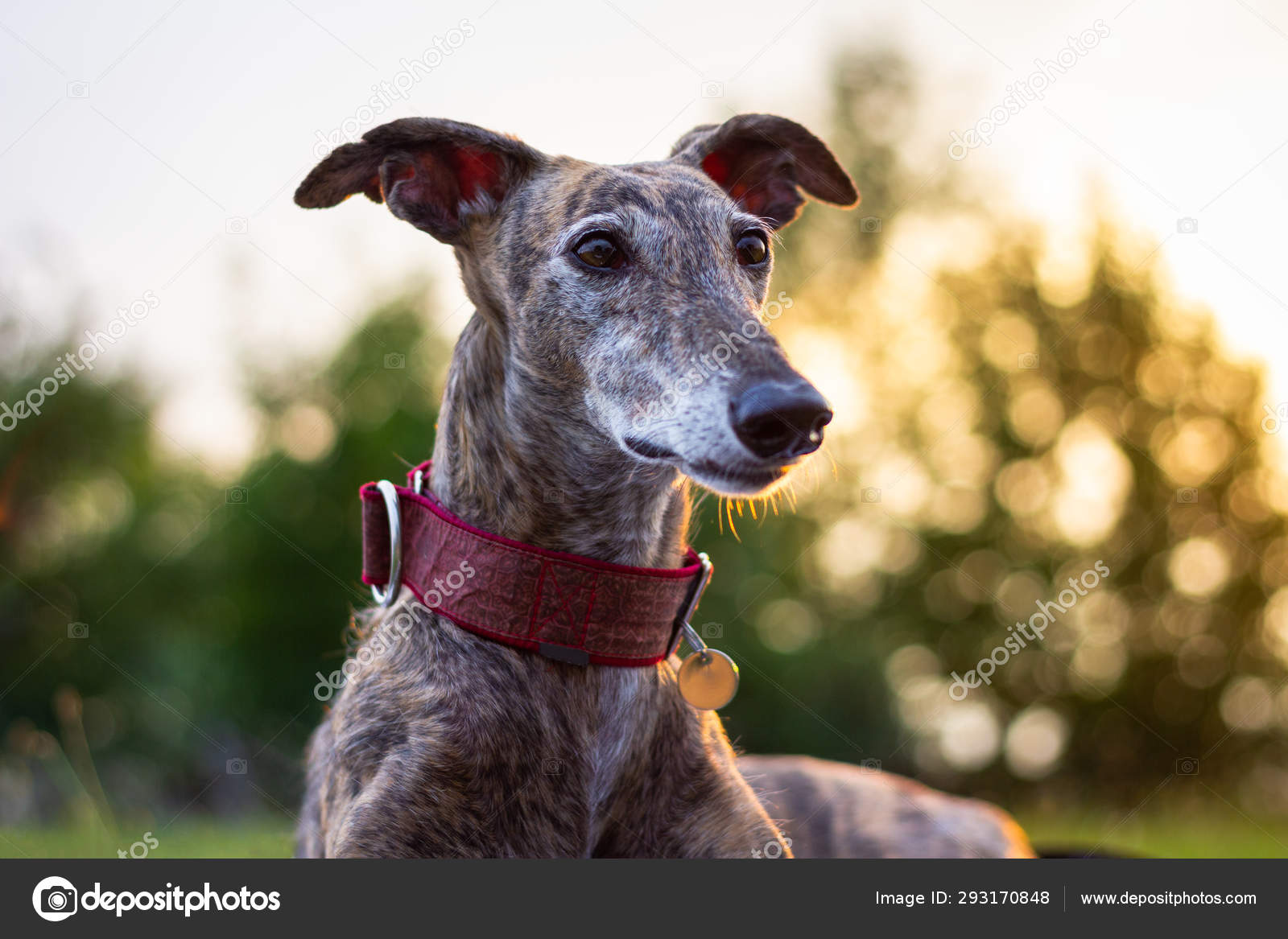 purebred greyhound