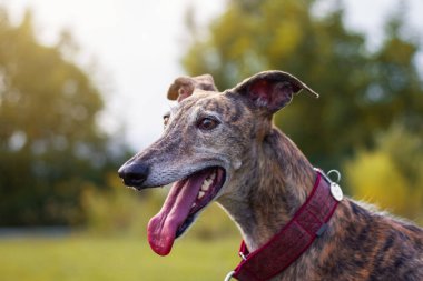 İspanyol Galgosu. Tazı portresi. Sevimli safkan köpek açık havada. Hayvan kafası