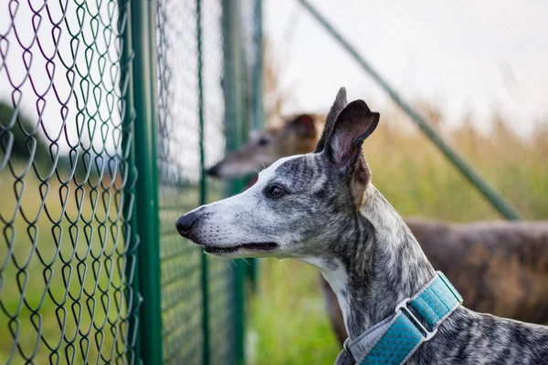 Köpek dikkat et. Zincirli çitin arkasında arka bahçeyi koruyan iki köpek. Whippet ve İspanyol tazı açık havada