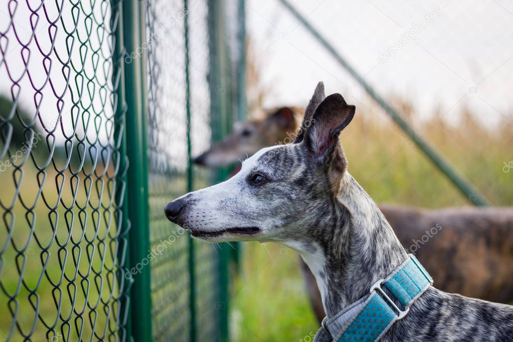 Beware of dog. Two dogs guarding backyard behind chain link fence. Whippet and spanish greyhound outdoors