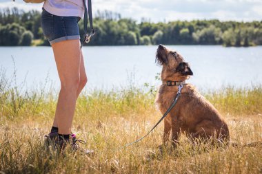 Köpek bir komut veya köpek bisküvi bekliyor. Evcil hayvan sahibi itaat onun köpek eğitim. Hayvan en iyi arkadaşı açık havada ile eğlence aktivitesi. 