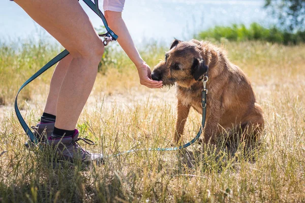 Köpek dışarıda evcil hayvan maması alıyor. Hayvan en iyi arkadaşı ile eğlence aktivitesi. Evcil hayvan sahibi köpeğine köpek bisküvisi veriyor. Düşük bölüm görünümü