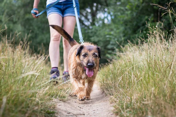 Cão Com Seu Dono Animal Estimação Passeio Livre Caminhante Cão — Fotografia de Stock