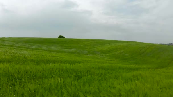 Winderig weer in groene gerst veld. overcats. — Stockvideo