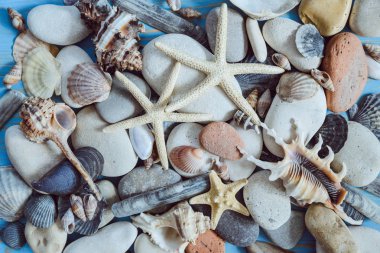 kabukları doku. Yaz konsepti. yakın çekim