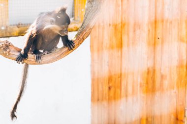 tepeli mangabey maymun Hayvanat Bahçesi. hayat gözaltında