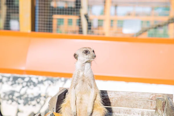 Pequeño Surakat Sentado Pose Divertida Zoológico Vida — Foto de Stock