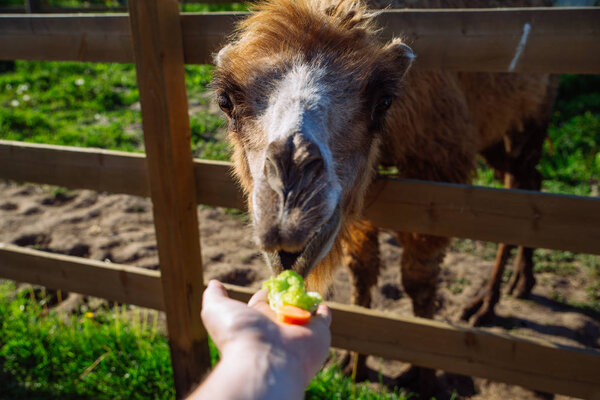 camel. feeding animal. weekend in zoo