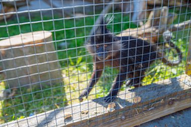 tepeli mangabey maymun Hayvanat Bahçesi. hayat gözaltında