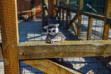 Hayvanat Bahçesi'nde Lemur. hayat gözaltında