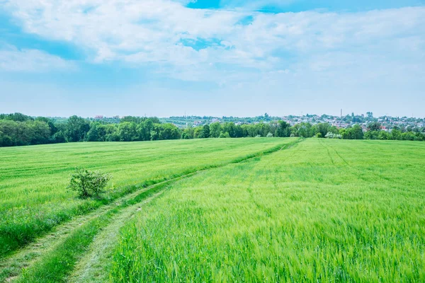 Orzo Verde Depositato Con Sentiero Strada Nel Centro Andando Alla — Foto Stock