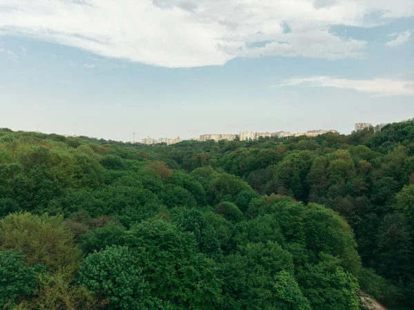 Trees Crones City Park Line City Right Ahead Aerial View — Stock Photo, Image