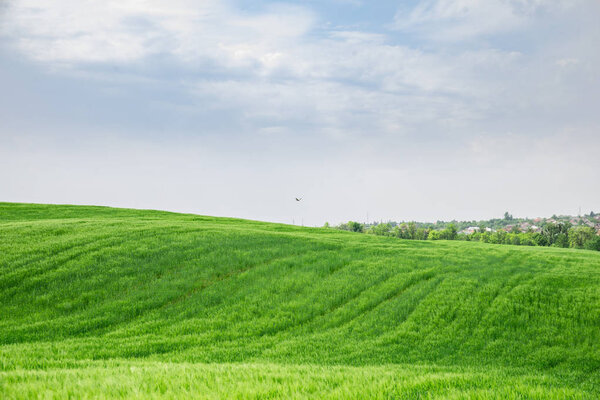 beautiful view of green barley filed. copy space