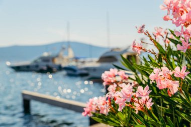 tivat defne yatlar. avuç içi açık üzerinde bırakır. Yaz saati