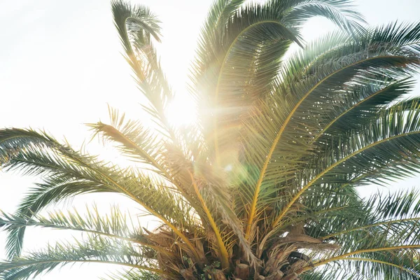 Sun Palm Leaves Summer Time Concept — Stock Photo, Image