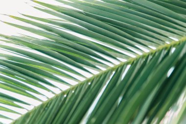 Yaz saati kavramı. palmiye yaprakları kadar yakın