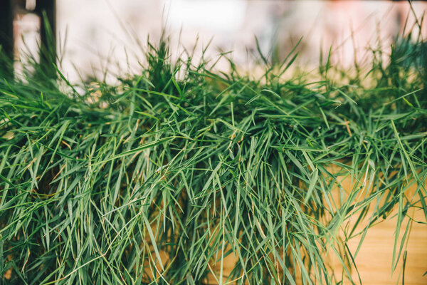 green plants in wooden stands outside. cafe decoration