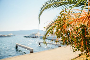 tivat defne yatlar. avuç içi açık üzerinde bırakır. Yaz saati