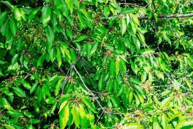 yeşil kiraz Şubesi kapatın. çiçeklenme zamanı. İlkbahar, yaz