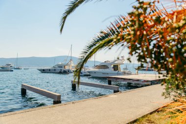 yachts in tivat bay. palms leaves on front. summer time clipart